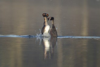 Great crested grebe (Podiceps cristatus) two adult birds performing a weed dance as part of their