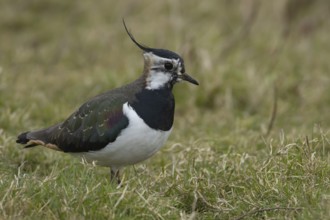 Northern lapwing (Vanellus vanellus) adult bird on grassland, England, United Kingdom, Europe