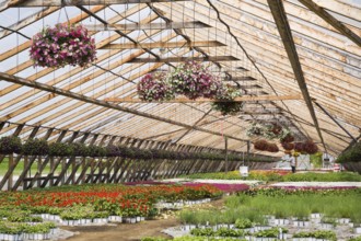 Horticultural worker in greenhouse watering plants that include purple, mauve, white and red