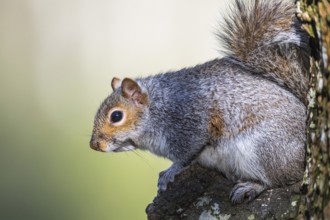 Grey Squirrel, Sciurus carolinensis in a forest at winter