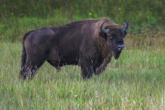 European bison (Bison bonasus) in a clearing in the Bialowieza Forest, Poland, Europe