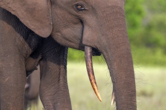 African forest elephant (Loxodonta cyclotis) in a clearing in Loango National Park, Parc National