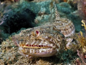 Well camouflaged fish with sharp teeth, lizardfish (Synodus saurus), on the sandy seabed. Dive site