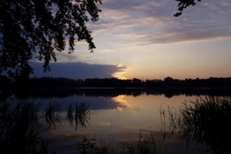 Upper Lusatian Heath and Pond Landscape, June, Saxony, Germany, Europe