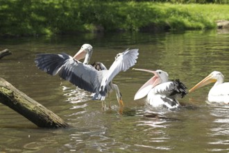 Grey heron (Ardea cinerea) snatching fish from australian pelicans (Pelecanus conspicillatus),