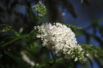 Butterfly bush, September, Germany, Europe