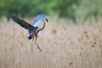 Purple heron (Ardea purpurea) in flight, Baden-Württemberg, Germany, Europe