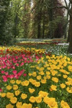 Park and flower meadow with colourful tulips, Mainau Island, Lake Constance, Baden-Württemberg,