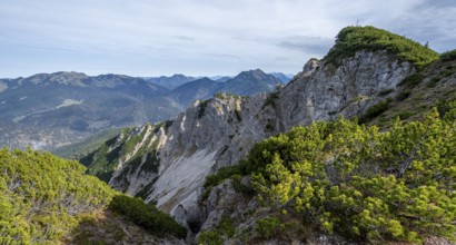 Austrian Schinder, Tegernsee mountains in the Mangfall mountains, Germany, Europe