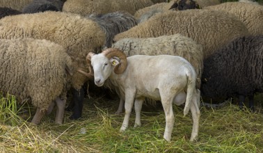 Male, horned Moorschnucke (Ovis aries) shorn, Mecklenburg-Vorpommern, Germany, Europe