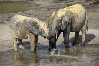 African forest elephants (Loxodonta cyclotis) in the Dzanga Bai forest clearing, Dzanga-Ndoki