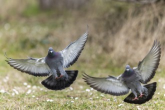 City dove (Columba livia forma domestica) in flight, wildlife, Germany, Europe