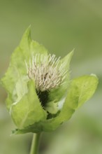 Cabbage thistle or cabbage thistle (Cirsium oleraceum), flower, North Rhine-Westphalia, Germany,