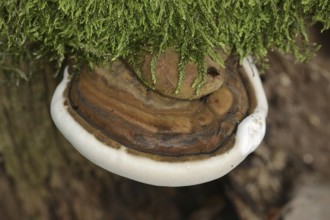 Bulbous lacquered mushroom (Ganoderma adspersum), North Rhine-Westphalia, Germany, Europe