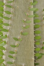 Madagascar Ocotillo (Alluaudia procera), trunk with thorns and leaves, native to Madagascar