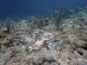 Coral culture. Staghorn coral (Acropora cervicornis) grown on a rack, which has been cut into