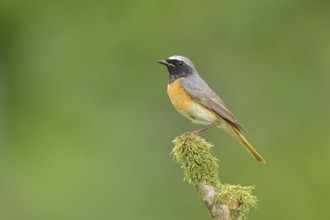 Redstart (Phoenicurus phoenicurus), Bird of the Year 2025, male on mossy branch, songbird,