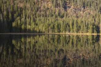 Lake Großer Arbersee in autumn. The surrounding forest is reflected in the mirror like surface of