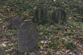 Moss covered tombstones on the old jewish cemetery in Chodova Plana, Czech Republic, from the 15th