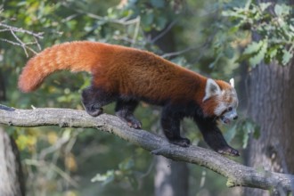 One red panda, Ailurus fulgens, walking on a branch high in a tree on a sunny day