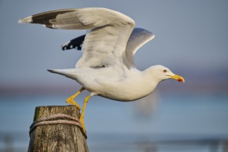 Yellow-legged gull (Larus michahellis) starts flying from a wood, Venice, Italy, Europe