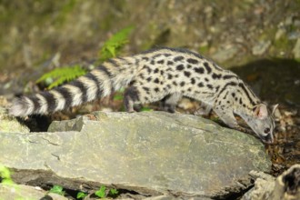 Common genet (Genetta genetta), wildlife in a forest, Montseny National Park, Catalonia, Spain,