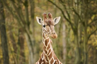 Reticulated giraffe (Giraffa camelopardalis reticulata), portrait, Germany, Europ, Europe