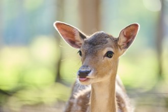 European fallow deer (Dama dama) youngster, portrait, in a forest, Bavaria, Germany, Europe