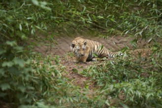 Close-up of a Siberian tiger (Panthera tigris altaica) cub in a forest, captive