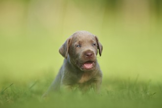 Chocolate Labrador Retriever pup on a meadow, Germany, Europe