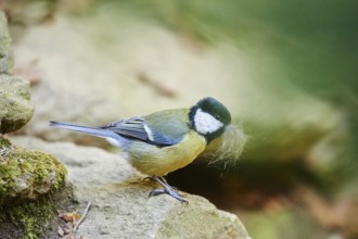 Close-up of a great tit (Parus major) in spring in the bavarian forest