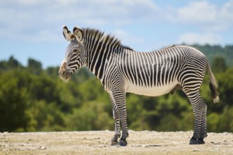 Plains zebra (Equus quagga) standing with blue sky in the background, captive, distribution Africa