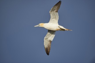 Close-up of Northern gannet (Morus bassanus) in spring (april) on Helgoland a small Island of