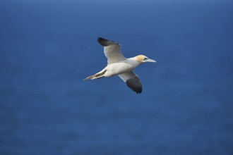 Close-up of Northern gannet (Morus bassanus) in spring (april) on Helgoland a small Island of