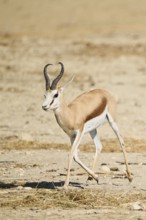 Springboks (Antidorcas marsupialis), walking through the dessert, captive, distribution Africa