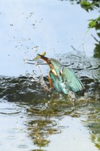 Common kingfisher (Alcedo atthis) flying out of the water after hunting fish, wildife, Catalonia,