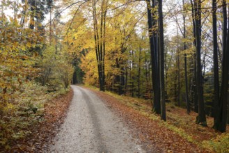 A quiet forest path in autumn, lined with trees and fallen leaves, Bavaria Forest National Park