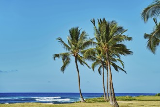 Palm trees at Maili Beach Park, Leeward Coast, Hawaiian Island Oahu, O?ahu, Hawaii, Aloha State,