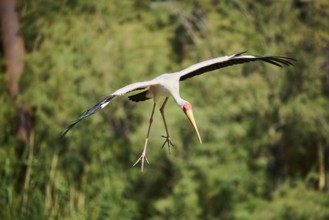 Yellow-bird Stork (Mycteria ibis), flying, landing, captive, distribution Africa