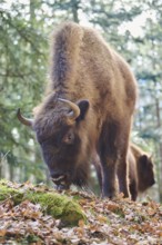 European bison (Bison bonasus) in a forest in spring, Bavarian Forest, Germany, Europe