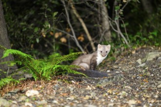 Beech marten (Martes foina) wildlife in a forest, Montseny National Park, Catalonia, Spain, Europe