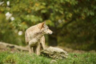 Eastern wolf (Canis lupus lycaon) standing on a meadow, Bavaria, Germany, Europe