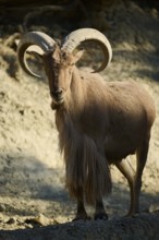 Aoudad (Ammotragus lervia) standing in the dessert