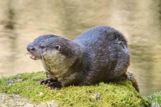 Eurasian otter (Lutra lutra) eating a fish on a rock in the bavarian forest, Bavaria, Germany,