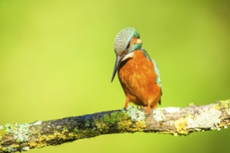 Common kingfisher (Alcedo atthis) sitting on a branch with autumncolours, wildife, Catalonia,