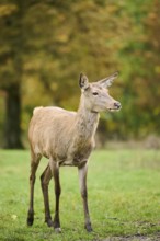 Red deer (Cervus elaphus) hind walking on a meadow, Bavaria, Germany, Europe