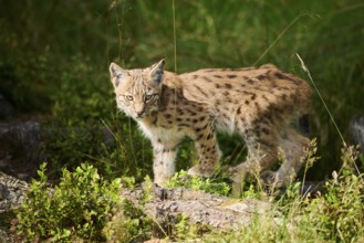 Eurasian lynx (Lynx lynx) youngster walking through the forest, Bavaria, Germany, Europe