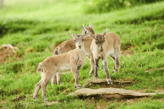 Alpine ibex (Capra ibex) youngsters standing on a meadow, wildlife Park Aurach near Kitzbuehl,