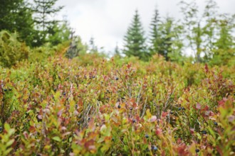 Vegetation with Norway spruce (Picea abies) and colored European blueberry (Vaccinium myrtillus) on