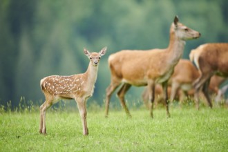 Red deer (Cervus elaphus) fawn standing on a meadow in the mountains in tirol, Kitzbühel, Wildpark